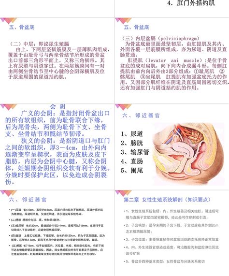 女人的生殖器|女性生殖系统解剖图（建议收藏）